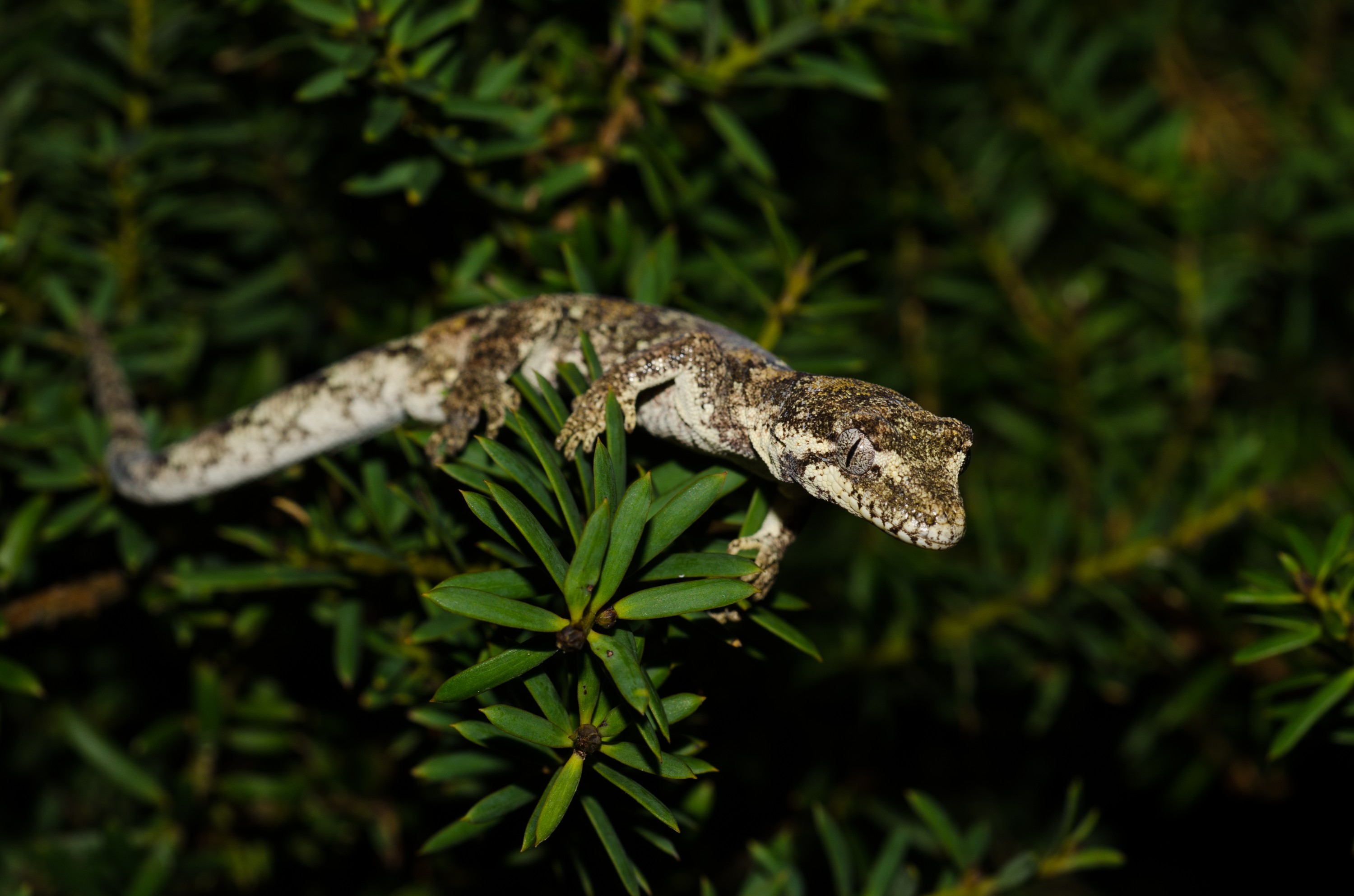 DSC_9947 – forest, gecko, Hoplodactylus, granulatus, lizard, home, Crispin, reptiles, amphibians, rare, cold, blood, new, new zealand, zealand, nz